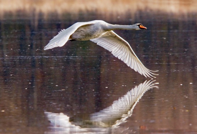 Mute SWAN V2_MG_8619a v2