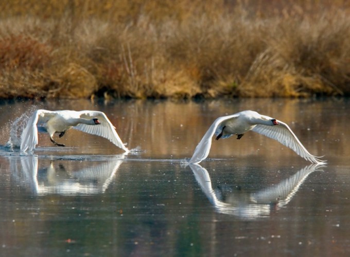 Mute Swan v3_MG_8616aa Take off