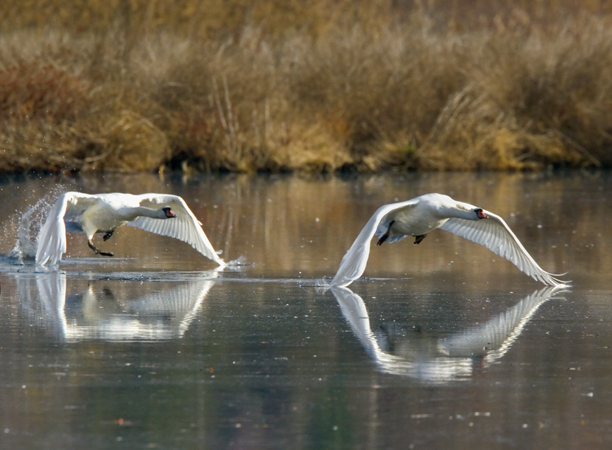 Mute Swan v3_MG_8616aa Take off