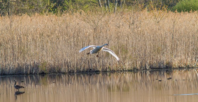 _swan Landing cf 4 16 v2 MG_3133