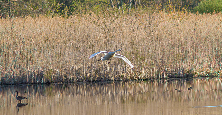 _swan Landing cf 4 16 v2 MG_3133