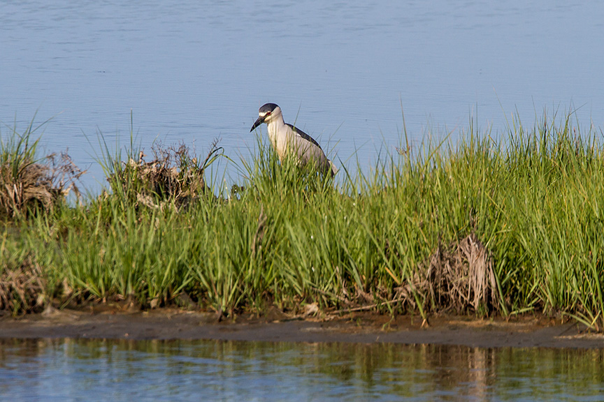 BCNH v2 brig 2016_MG_5775