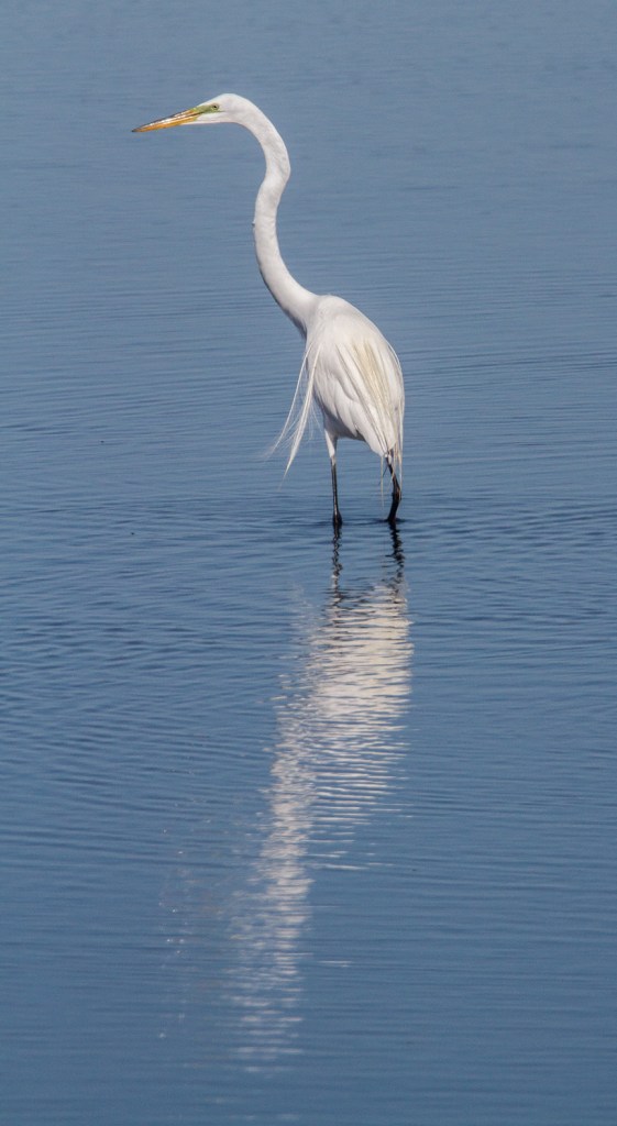 Great Egret v1 brig 2016_MG_6087