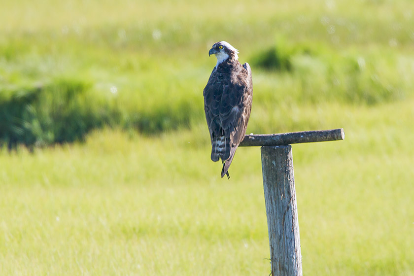 Osprey brig v2 2016_MG_5539