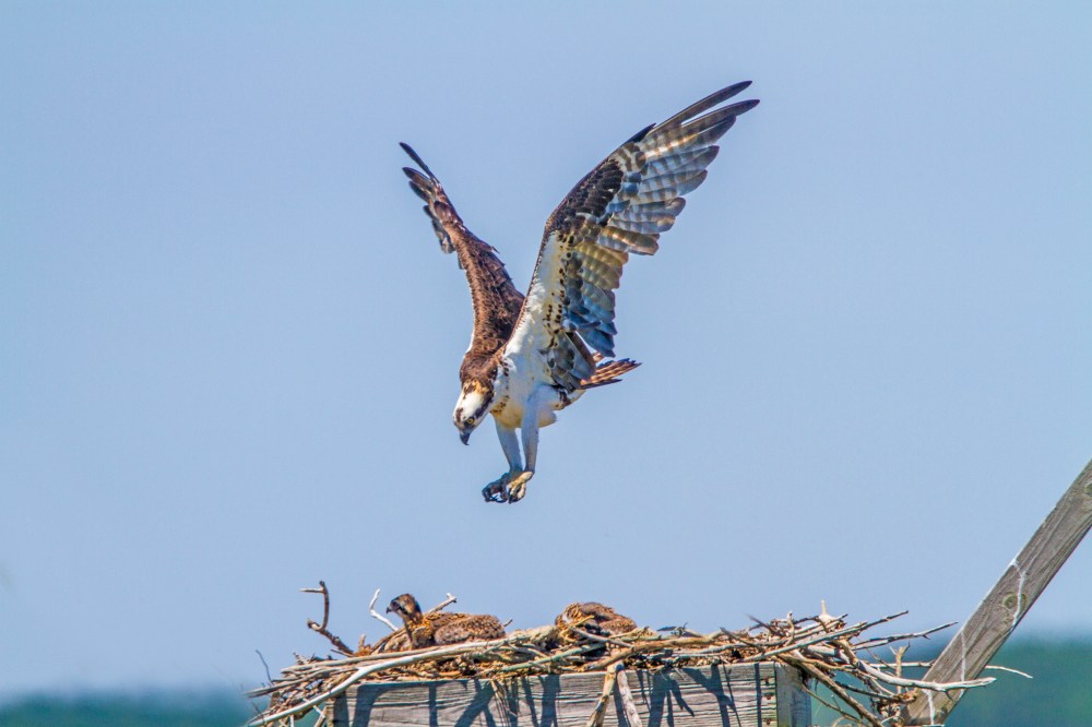 Osprey Landing v12brig 2016_MG_7574