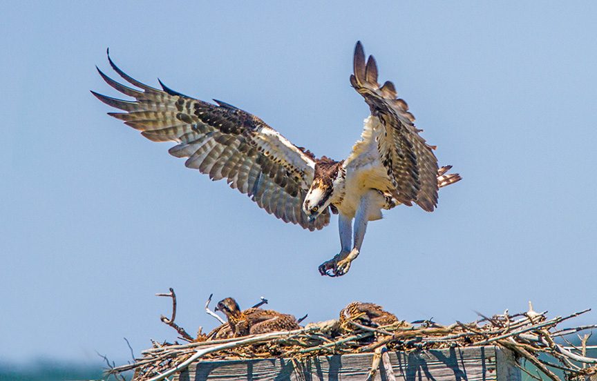 Osprey Landing v3 brig 2016_MG_7575