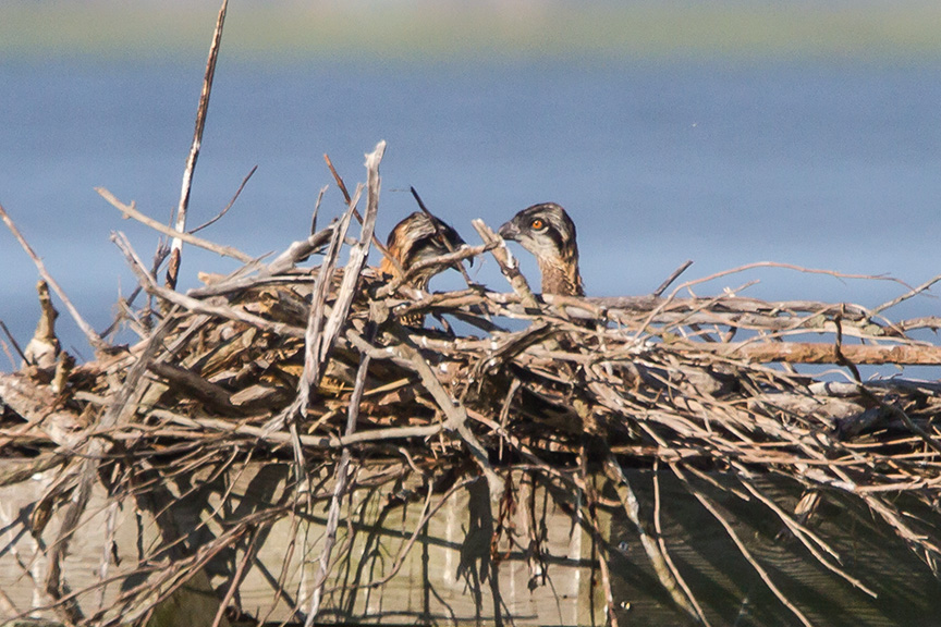Osprey nest 2chicks_v3 brig 2016__MG_5407