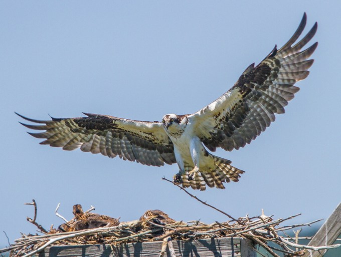 Osprey nest brig_2016 v2 MG_7569