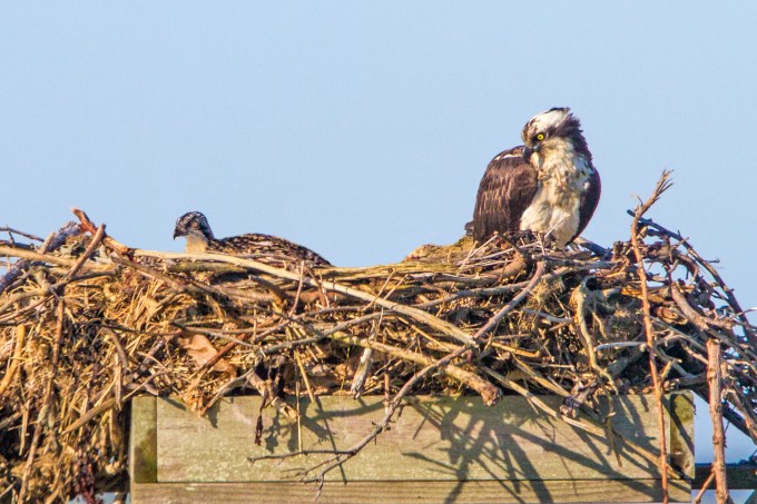 osprey nest w chick v5 brig 2016_MG_5345