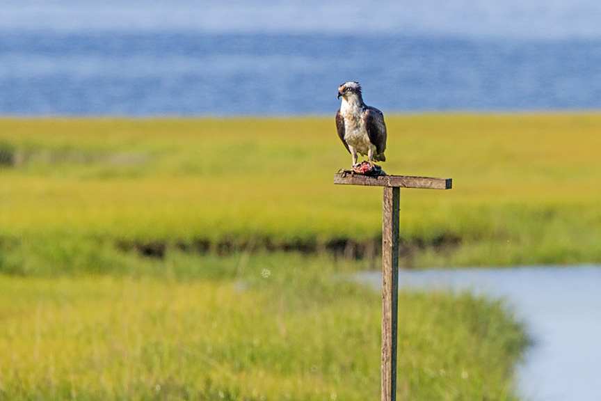Osprey perch v2 brig 2016_MG_5349