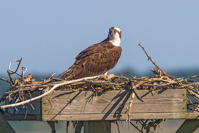 Osprey Platform v3_MG_5427