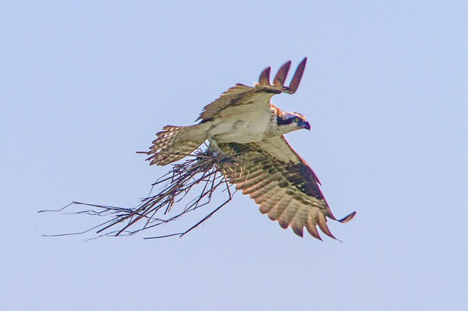Osprey sticks v1 brig 2016_MG_5624