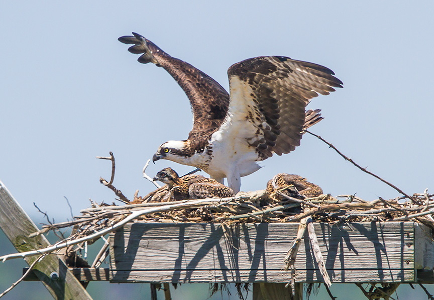 osprey v1 brig 2016_MG_7571