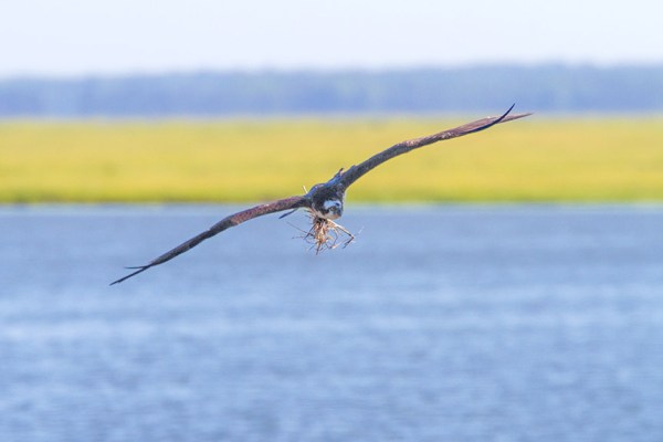 Osprey v2 Sticks Brig 2016__MG_5650