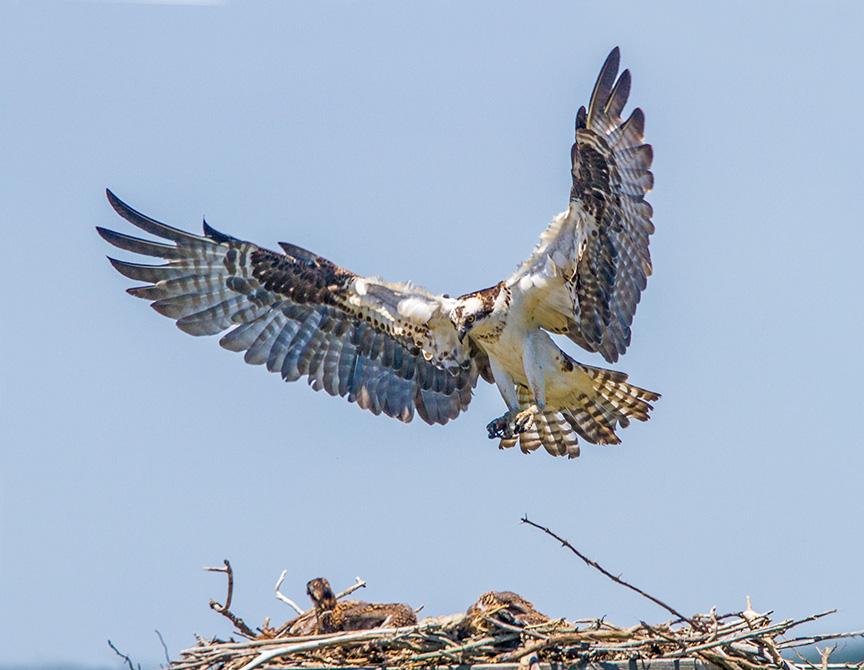 osprey v4 brig 2016_MG_7571