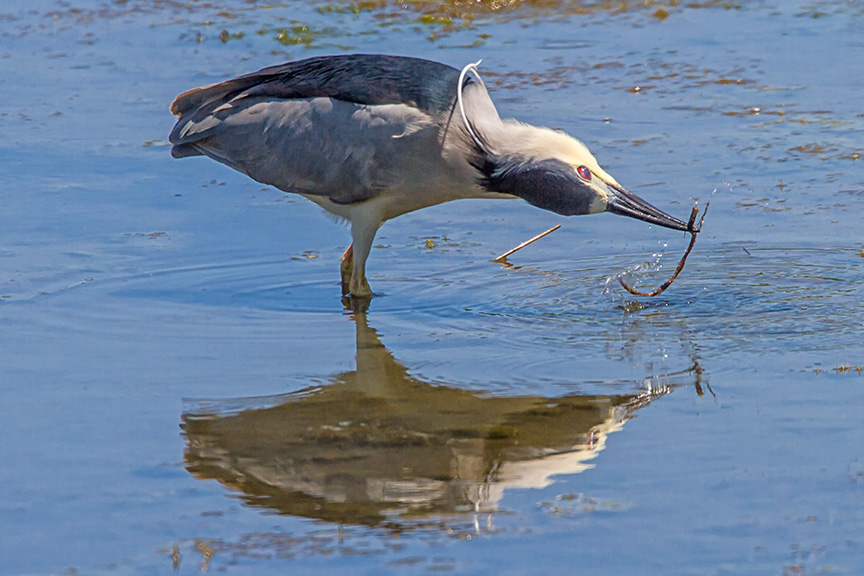 BCNH Brig 2016 v2_MG_6947-4