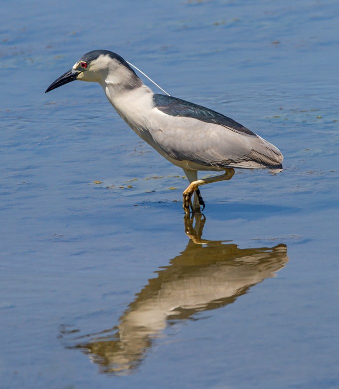 BCNH V2 Brig 2016 v1