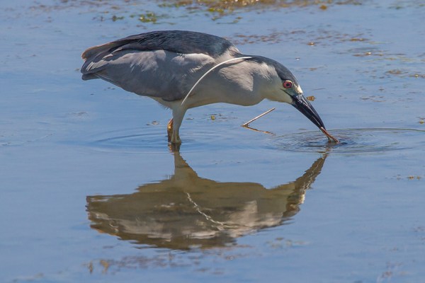 BCNH v2 Brig 2016_MG_6941