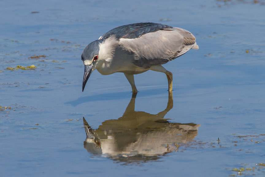 BCNH v2 Brig 2016_MG_6998