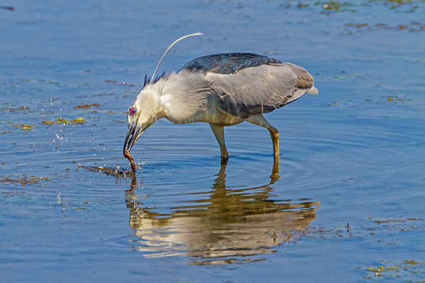 _BCNH v3 brig 2016 MG_7028