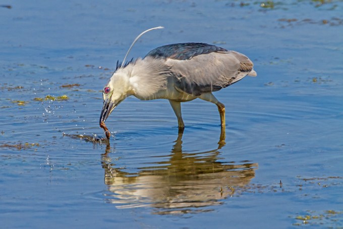 _BCNH v3 brig 2016 MG_7028