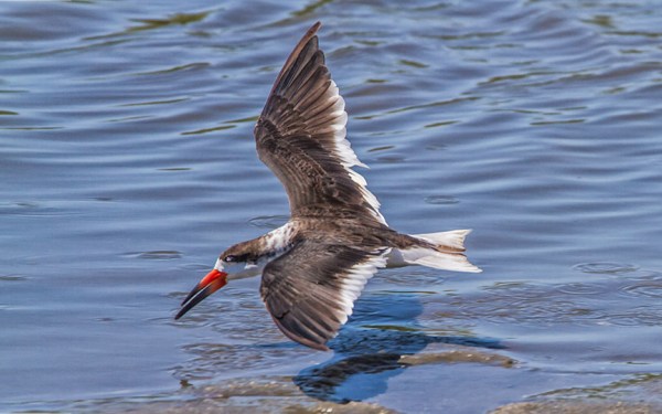 Black Skimmer v3_brig 2016MG_6473