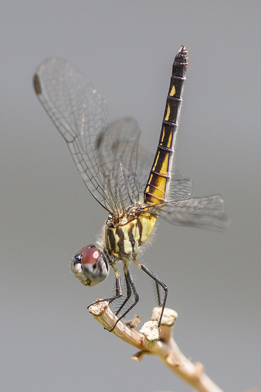Blue Dasher Female Dragonfly v1_MG_7689