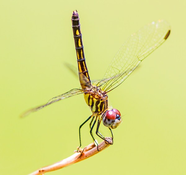 Blue Dasher Female v2_MG_7854