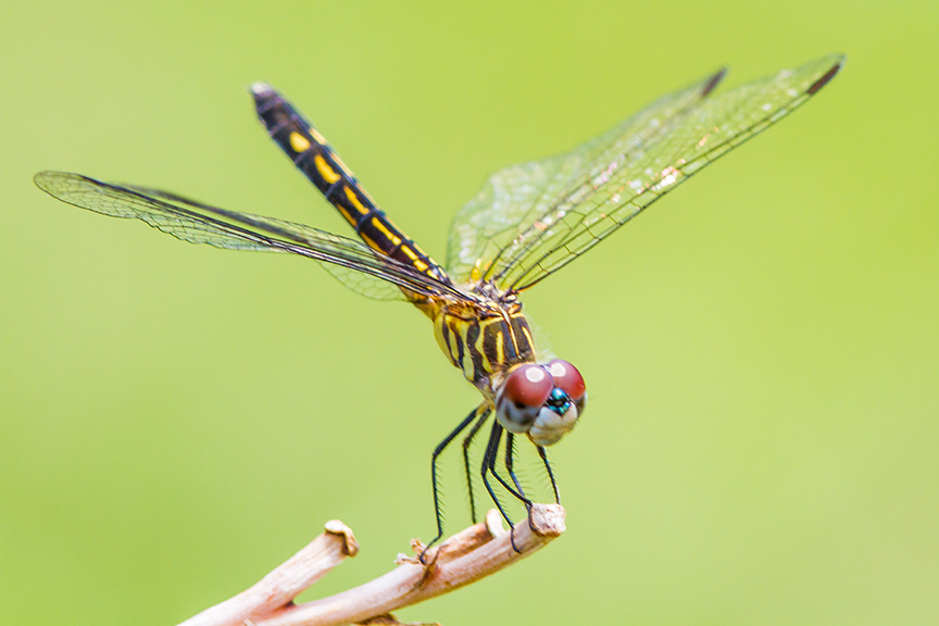 Blue Dasher female v3_MG_7922
