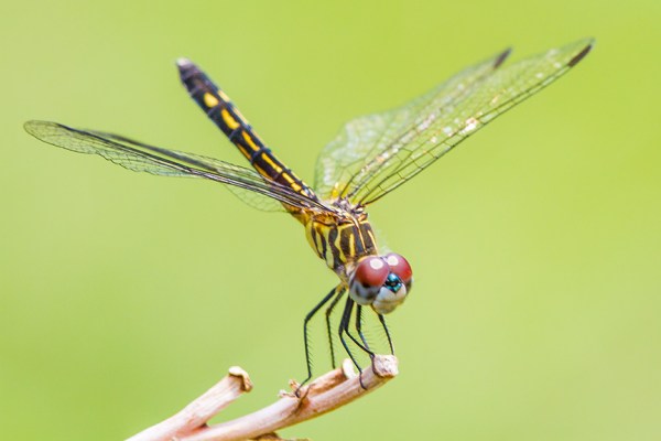 Blue Dasher female v3_MG_7922