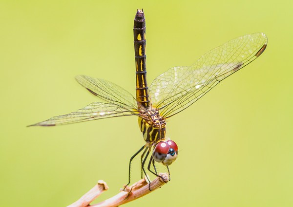 Blue Dasher Female v4_MG_7906