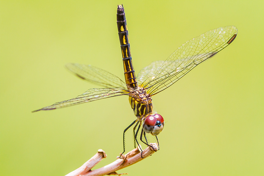 Blue Dasher Female_MG_v1_7899