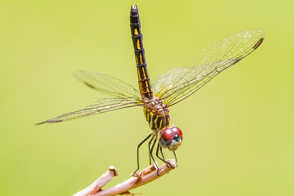 Blue Dasher Female_MG_v1_7899