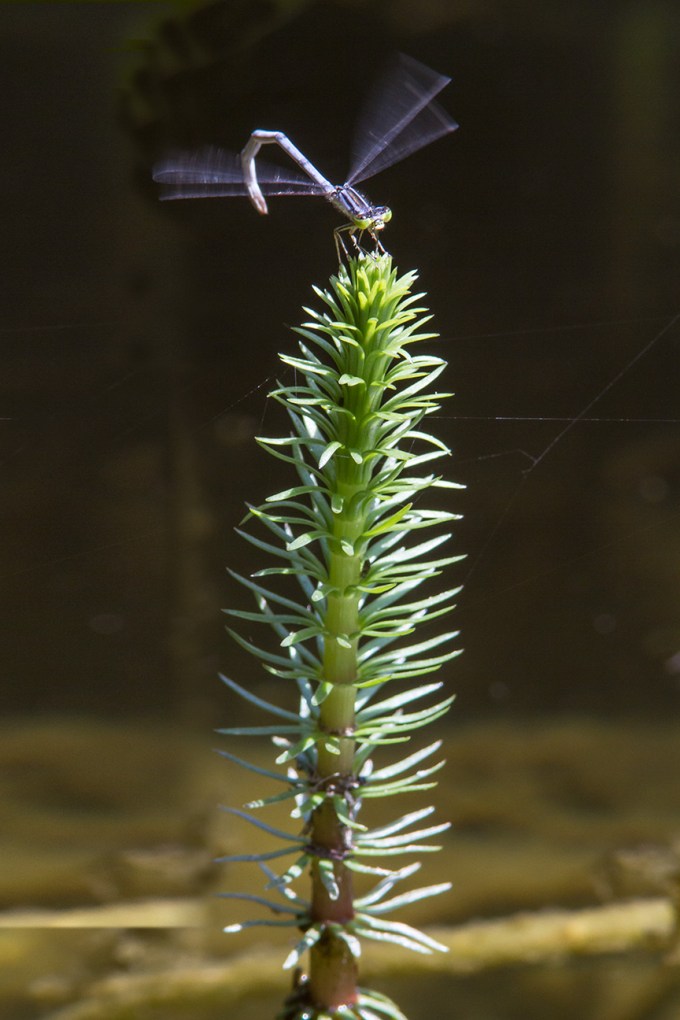 Damselfly v1_MG_9986