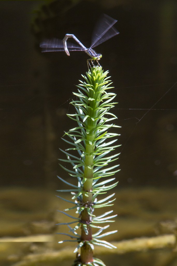 Damselfly v1_MG_9986