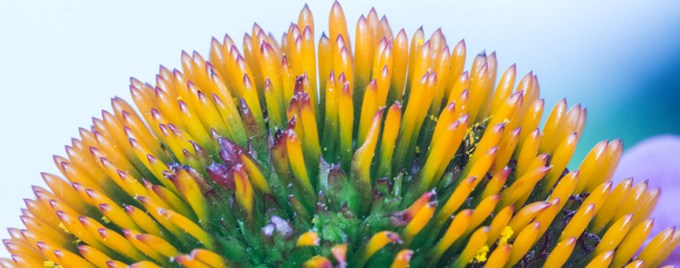 Echinacea stk end_1370720 v3