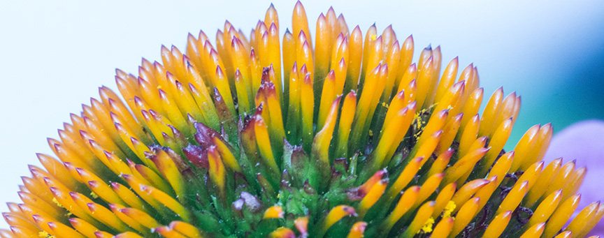 Echinacea stk end_1370720 v3