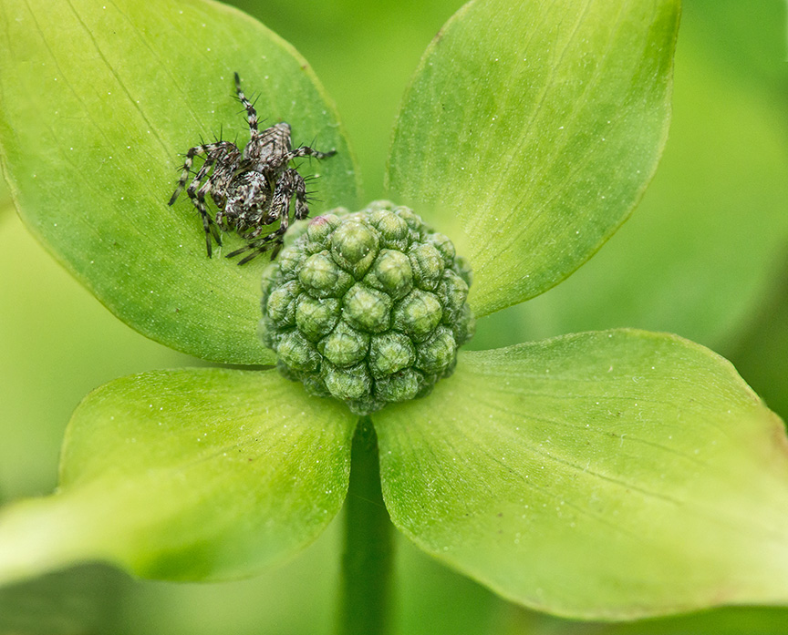 Korean Dogwood Bud & Spider v4_1360708