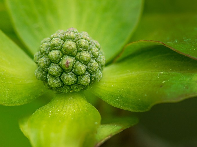 _Korean dogwood v1 3X 1360782