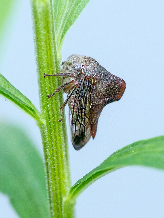 lg bug wings v4_HP 1360998