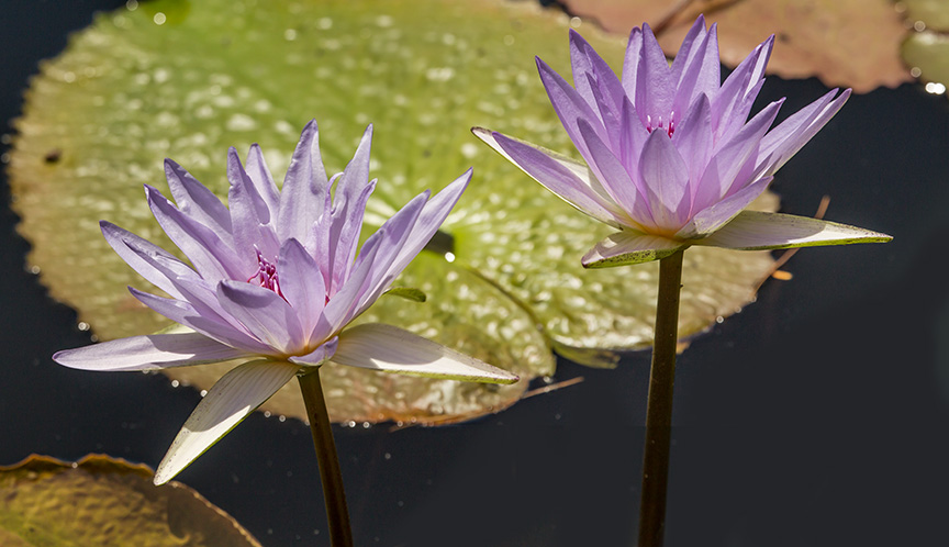 LG water lilies v1_43G0524