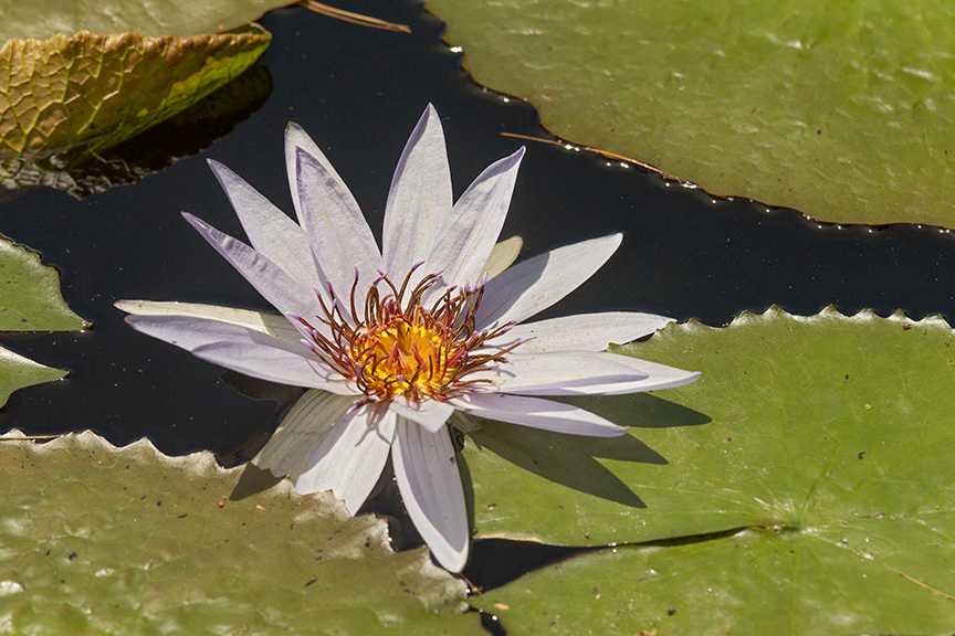 LG WaterLily_43G052 v1