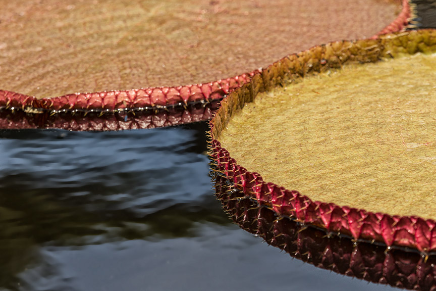 Lily Pads LG 2016 v1_43G0669