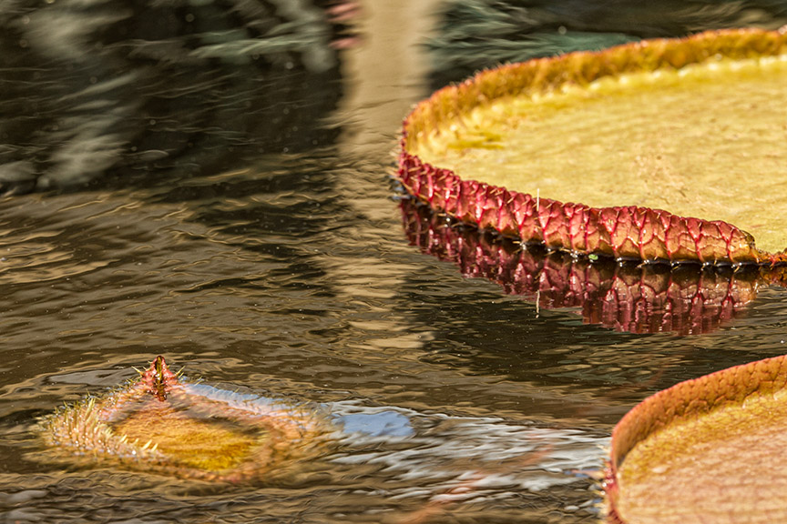 Lily Pads LG 2016 v2_43G0672