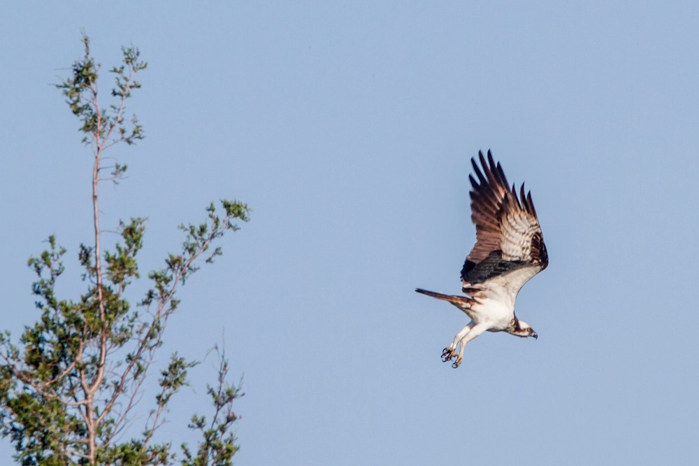 Osprey TakeOff_v1 brig 2016_MG_5230