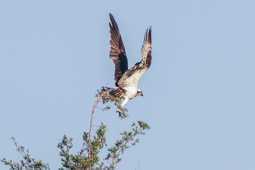 Osprey TakeOff_v1 sm brig 2016__MG_5226