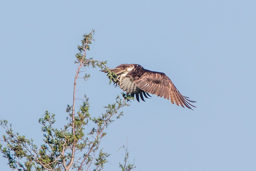 Osprey TakeOff_v1 sm brig 2016__MG_5227