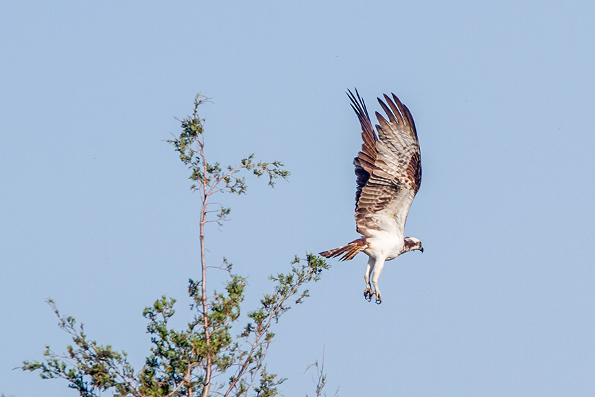 Osprey TakeOff_v2 brig 2016_ sm_MG_5228
