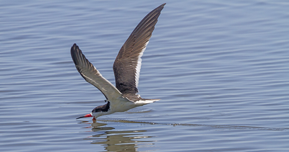 Blk Skimmer v5_MG_6494