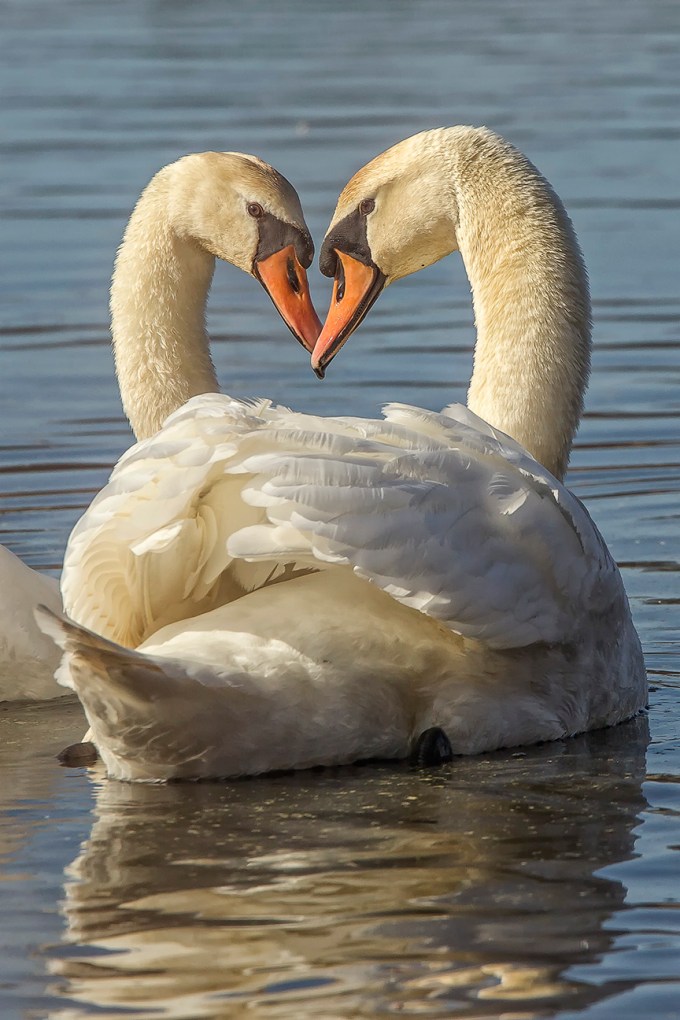 mute swan pair v2_43G6702